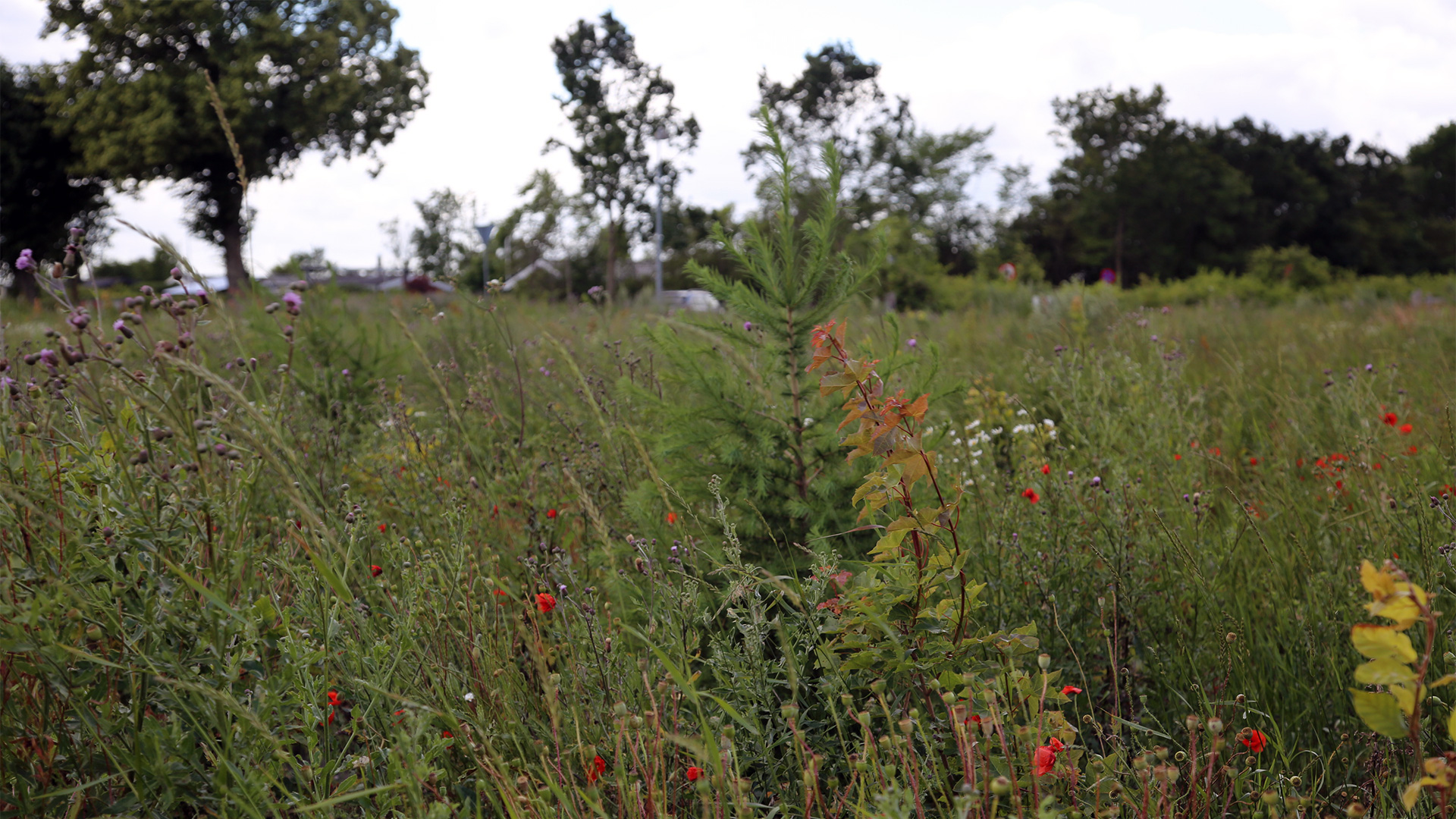 Et nyt træ er på vej op i Landsbyskoven.