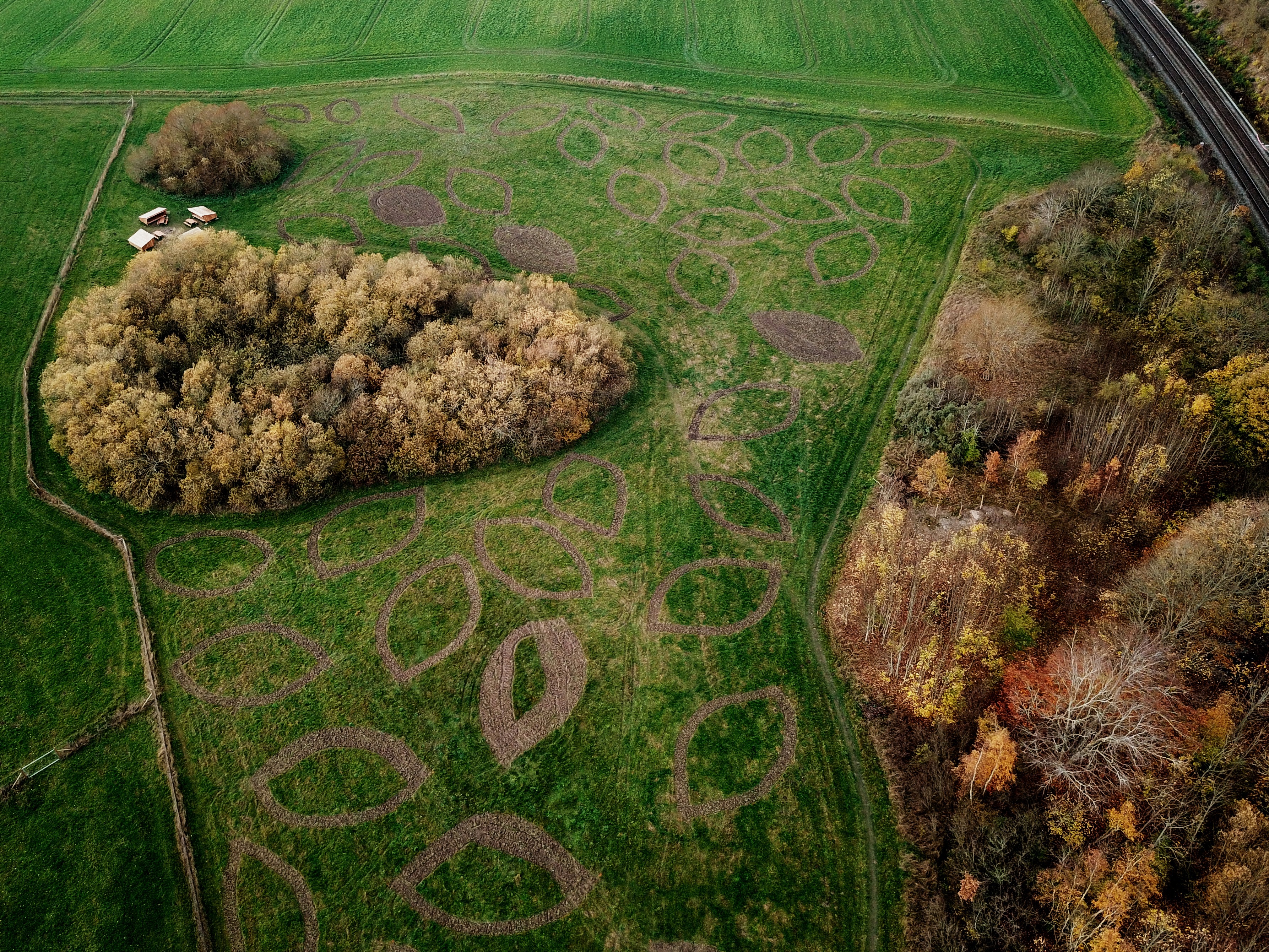 Den nye skov i Vipperød er plantet, så den set fra luften former et træ. Foto: Thomas Ingeman-Nielsen